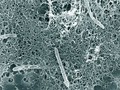 📺 Esta bacteria es la clave para encontrar vida extraterrestre...