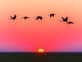 🌵 El comportamiento de la aves puede prevenirnos de graves catástrofes naturales...