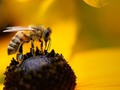 🎱 ¿Por qué son tan importantes para la supervivencia de la especia humana? ¿Qué podemos hacer si desaparecen?...