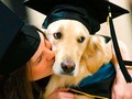 🎱 Griffin, el golden retriever que recibe título honorario universitario…