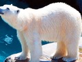 ☀️ El calentamiento global acaba con los osos polares...