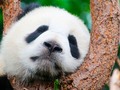 ⭐️ La Lista Verde: aspectos positivos en la conservación de la naturaleza...