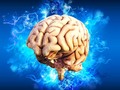 🎱 La neurociencia mueve los cimientos de la psicología y la educación y estos cursos lo demuestran...
