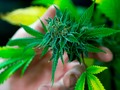 🌵 Estudio: Los fumadores de marihuana tienen más sexo que quienes no fuman...