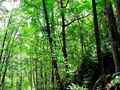 🎯 Estos ambientalistas arriesgan sus vidas para proteger la selva de Palawan...