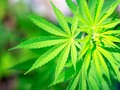 🎱 Bioplástico de cáñamo: el plástico del futuro ya está aquĂ...