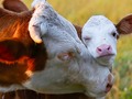 🍁 Comer carne sin dañar a los animales ya es posible...