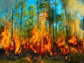 馃搶 Incendios forestales: causas, prevenci贸n, extinci贸n y los incendios m谩s devastadores en Espa帽a...