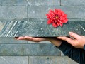 馃尩 La utilizaci贸n de ladrillos biol贸gicos reducir铆a las emisiones globales de carbono...