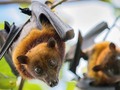 ⭐️ Descubren que los murciélagos tienen diversos acentos, como los humanos...