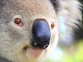 💣 ¿Qué harías tú si te encontrases a un koala aprovechándose del aire acondicionado de tu coche?...