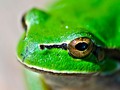 💣 Las ranas son expertas en el arte de sobrevivir: estas son sus técnicas más eficaces...