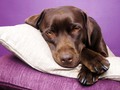 🎱 Una tienda de Ikea ayuda a los perros callejeros de una forma admirable...