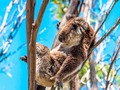 ☀️ ¿Por qué los koalas duermen más de 20 horas al día?...