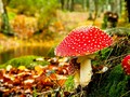 📌 Hongos y plantas: una asociación que nos puede salvar la vida...