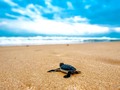🌵 ¿Cuál es el secreto de la longevidad de las tortugas?...