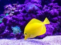 ⭐️ ¿Los peces necesitan beber agua?...