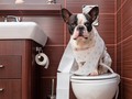 ♻️ Cómo te despierta tu cerebro cuando necesitas ir al baño...