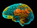 🍏 ¿Es capaz el cerebro de olvidar intencionadamente?...