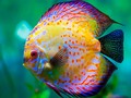 🌵 Peces disco, los más hermosos y exó de agua dulce...