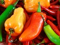 🍏 Pimientos, chiles y ajís, ¿comestibles o tóxicos?...