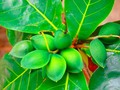 🌵 ¿Sabes qué es el Terminalia Catappa y para qué sirve?...