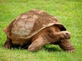 🔔 ¿Cuáles son los animales más longevos?...