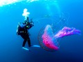💣 El fascinante funcionamiento de los tentáculos de las medusas...
