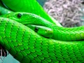 🎱 Los animales venenosos más letales del planeta están todos en el mismo lugar...