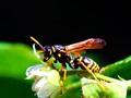 🔔 La planta que convierte a las avispas en momias...