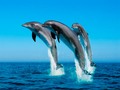 🎱 ¿Dónde ver delfines en España?...