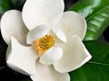 📺 Conoce la primera flor de la historia...