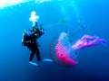 🌵 El fascinante funcionamiento de los tentáculos de las medusas...