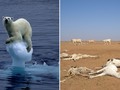 Informe de la ONU dice que la Tierra ha entrado en la 6ª extinción masiva de animales. Hay que detenerla YA
