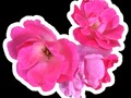 I just bought some custom stickers from stickermule. Check them out: