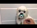 Me ha gustado un vídeo de YouTube ( - Perrita quiere su chupete!!!).