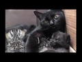 I liked a YouTube video She’s Having A Conversation With Her Kittens, But Just Listen…Sweetest Sound