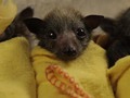 I liked a YouTube video from wakaleo_channel Baby Bat Burritos