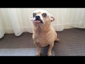 I liked a YouTube video Are CHIHUAHUAS the FUNNIEST DOGS? - Funny CHIHUAHUA DOG videos that will make you