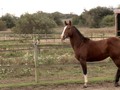 I liked a YouTube video Mia Lykke Nielsen tames young, wild stallion. When Horse Choose. Mia Lykke Nielsen