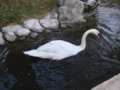 A Lovely Swan