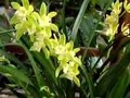 plant#cympidium#orchid#