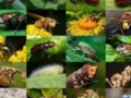 Insect Photography- Tips