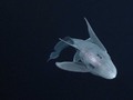 Ghost Shark caught on Film