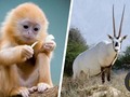 Me gustó un video de YouTube 7 Animales Que Los Humanos Salvamos De La Extinción