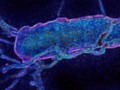 ‘Radically rewritten’ bacterial genome unveiled: