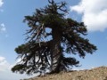 A Bosnian pine growing in Greece has been dated to be more than 1000 years old: