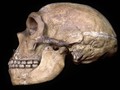 What Neanderthals' healthy teeth tell us about their minds: