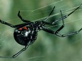 Virus stole poison genes from black widow spider: