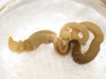 Our closest worm kin regrow body parts, raising hopes of regeneration in humans: